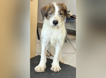 Welpenalarm: Bezaubernder Chap