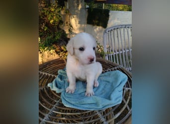 RESERVIERT - Welpenalarm: Knuffiger Faro