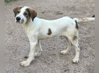 Welpenalarm: Knuffiger Caster