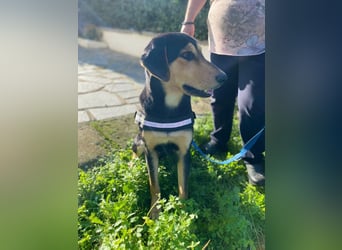 Oreo ist ein Volltreffer!