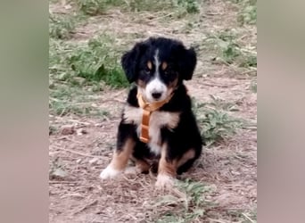 Herziges Hundekind Devin