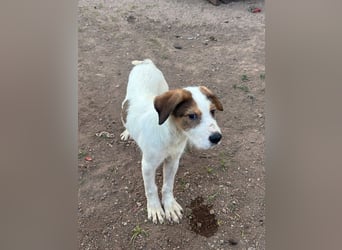 Welpenalarm: Knuffiger Caster