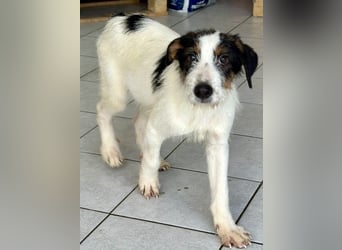 Welpenalarm: Putziger Cain