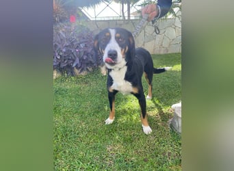 Lilla ist ein ruhiger und anhänglicher Schatz