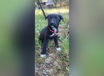 Feeby: Bezaubernder Sonnenschein