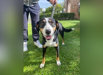 Lilla ist ein ruhiger und anhänglicher Schatz