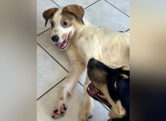 Welpenalarm: Knuffiger Caster