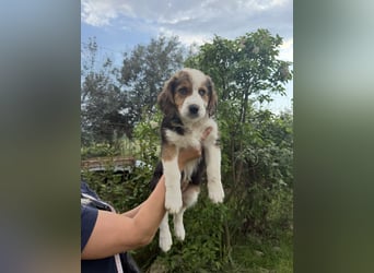 Putziges Hundebaby Arushi