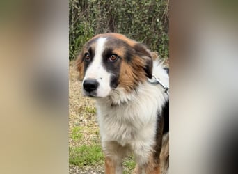 Charlie: Dein neuer Kuschelfreund