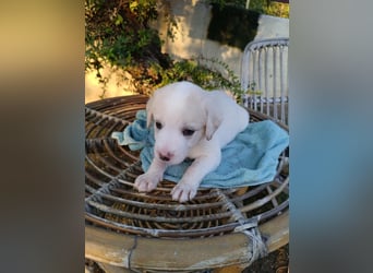 RESERVIERT - Welpenalarm: Knuffiger Faro