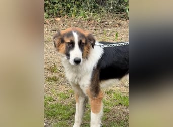 Charlie: Dein neuer Kuschelfreund