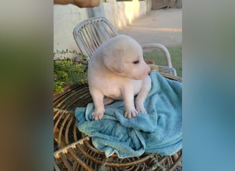 RESERVIERT - Welpenalarm: Knuffiger Faro