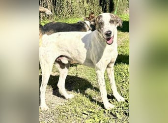 Treuer Lui wartet auf seine Chance