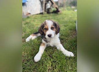 Putziges Hundebaby Arushi