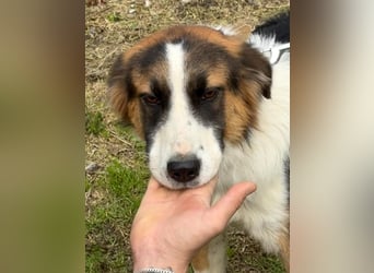 Charlie: Dein neuer Kuschelfreund