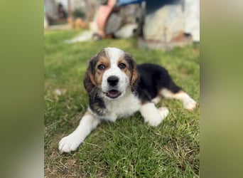 Putziges Hundebaby Arushi