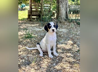 Putziges Hundebaby Momo