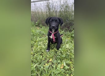 Matilda - lebensfroh und verspielt