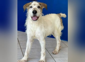 Welpenalarm: Herziger Cluso