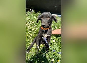 Penny: Drolliges Labbi-Mix-Welpi