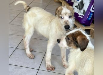 Welpenalarm: Herziger Cluso