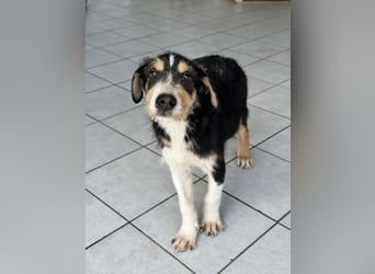 Welpenalarm: Goldiger Chip