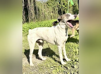 Treuer Lui wartet auf seine Chance