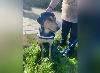 Oreo ist ein Volltreffer!