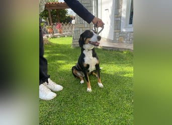 Lilla ist ein ruhiger und anhänglicher Schatz