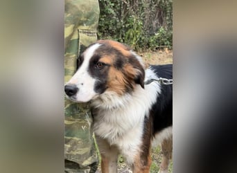 Charlie: Dein neuer Kuschelfreund