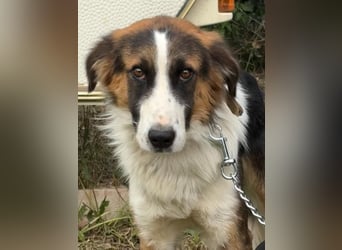 Charlie: Dein neuer Kuschelfreund