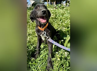 Penny: Drolliges Labbi-Mix-Welpi