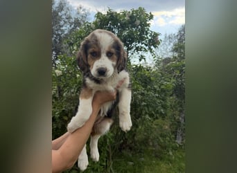 Putziges Hundebaby Arushi