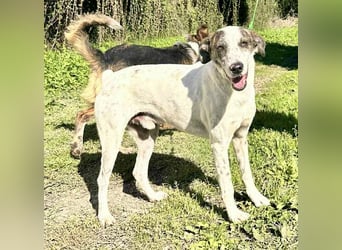 Treuer Lui wartet auf seine Chance