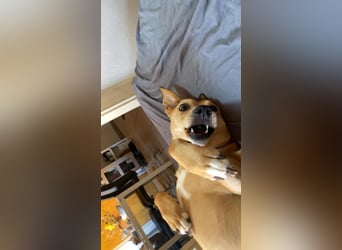 Ida sucht ein liebevolles Zuhause