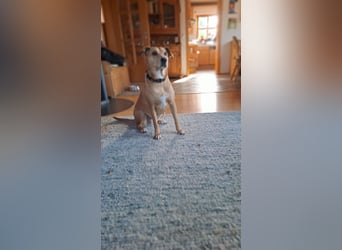 Ida sucht ein liebevolles Zuhause