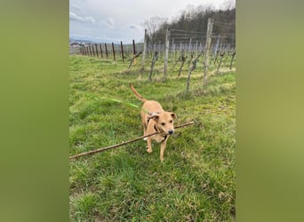 Ida sucht ein liebevolles Zuhause