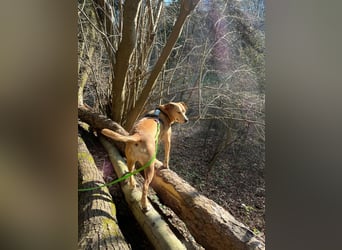 Ida sucht ein liebevolles Zuhause