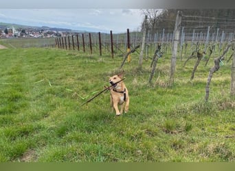 Ida sucht ein liebevolles Zuhause