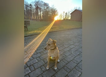 Ida sucht ein liebevolles Zuhause