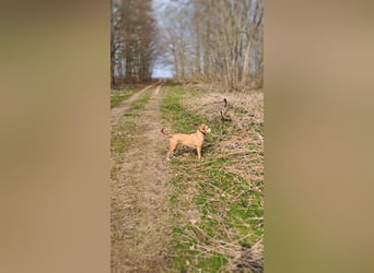 Ida sucht ein liebevolles Zuhause