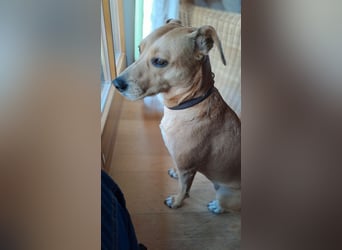 Ida sucht ein liebevolles Zuhause