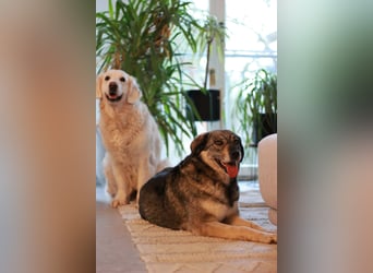 Gina - genießt Nähe&Streicheleinheiten sehr