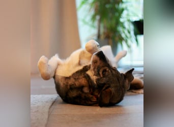 Gina - genießt Nähe&Streicheleinheiten sehr