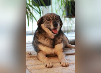 Gina - genießt Nähe&Streicheleinheiten sehr