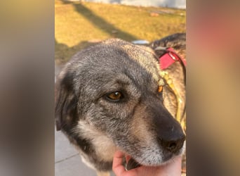 Gina - genießt Nähe&Streicheleinheiten sehr