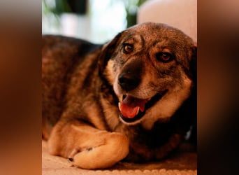 Gina - genießt Nähe&Streicheleinheiten sehr