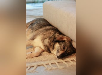 Gina - genießt Nähe&Streicheleinheiten sehr