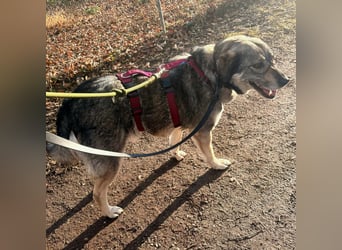 Gina - genießt Nähe&Streicheleinheiten sehr