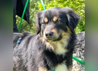 Willi - ist sehr freundlich,anhänglich&aufgeschlossen